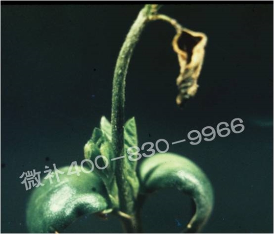 莖尖枯死，到底是缺硼還是缺鈣？