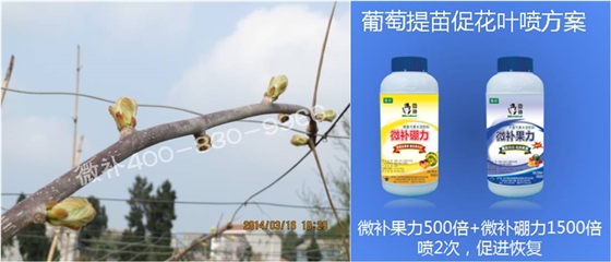 獼猴桃萌芽期如何施肥，才能促進(jìn)萌芽齊、萌芽壯？
