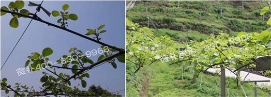 獼猴桃萌芽期如何施肥，才能促進(jìn)萌芽齊、萌芽壯？
