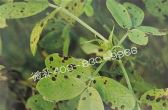 花生缺鉀與花生葉斑病有什么區(qū)別？