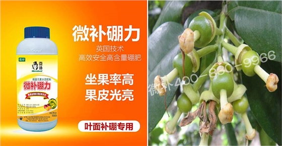 蜜柚促花壯花除了補(bǔ)磷還需要補(bǔ)硼鋅？