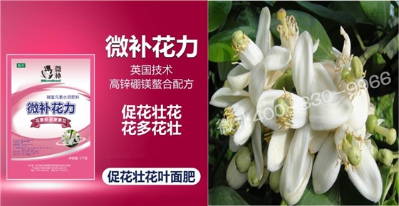 蜜柚促花壯花除了補(bǔ)磷還需要補(bǔ)硼鋅？