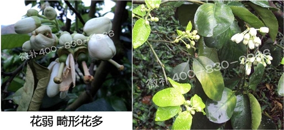 蜜柚促花壯花除了補(bǔ)磷還需要補(bǔ)硼鋅？
