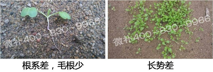 1、苗期前期（3-5片葉）.jpg