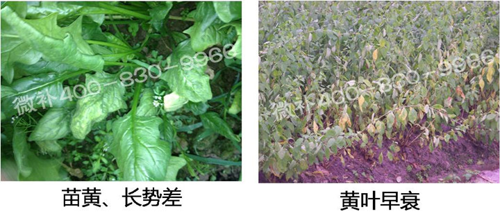 2、苗期后期.jpg