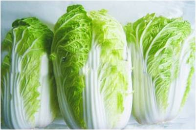 #微肥課堂#白菜類蔬菜對哪些營養(yǎng)元素敏感？