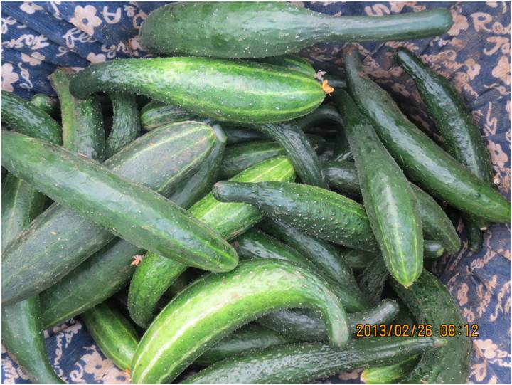 #微肥課堂#黃瓜味苦，天氣or肥料，到底誰之過？