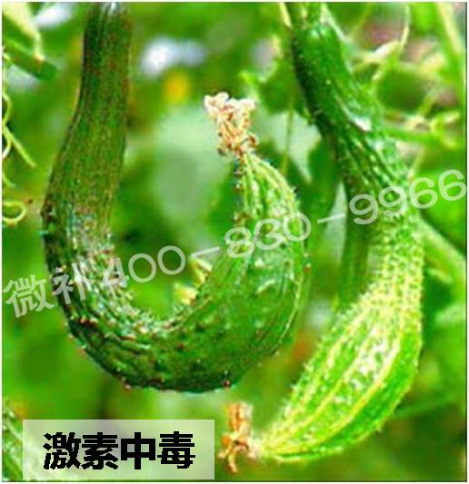 #微肥課堂#葉面肥含激素好嗎？
