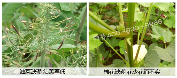 春季作物為什么需要大量用硼肥？