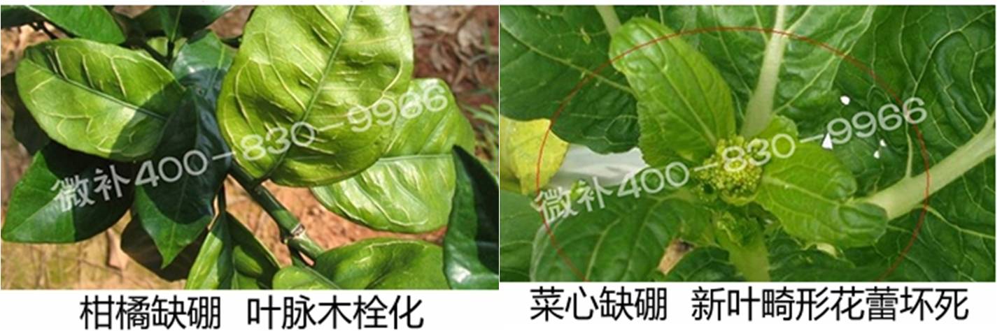 春季作物為什么需要大量用硼肥？