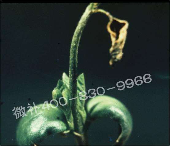 莖尖枯死，到底是缺硼還是缺鈣？