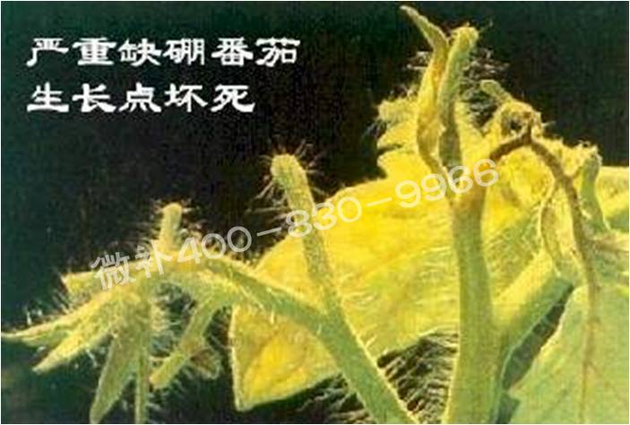 莖尖枯死，到底是缺硼還是缺鈣？