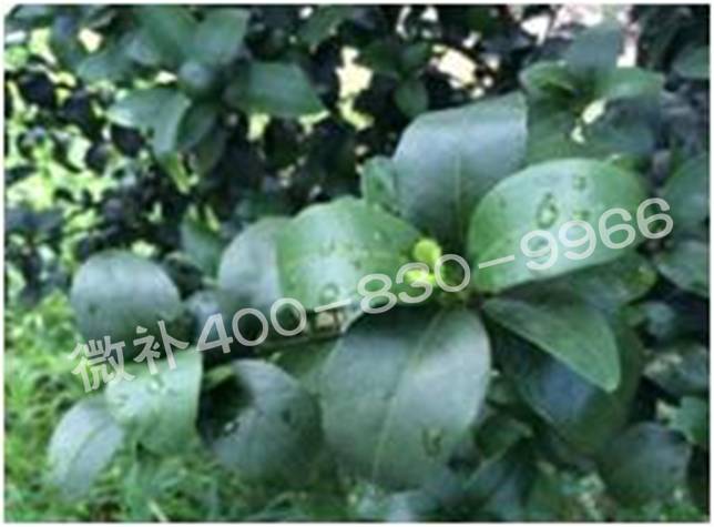柑橘春梢弱，難抽發(fā)，到底是什么原因？