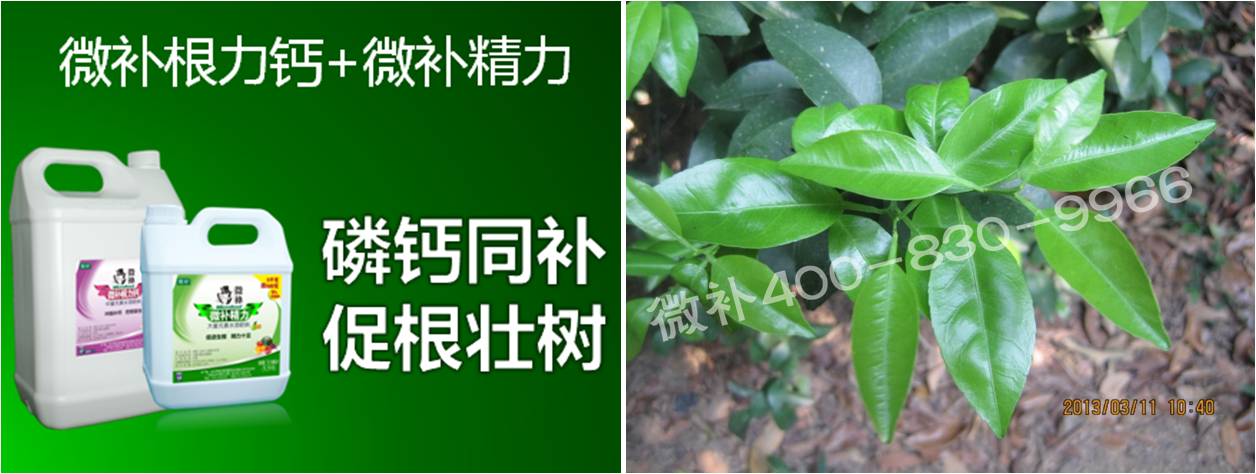 柑橘春梢弱，難抽發(fā)，到底是什么原因？