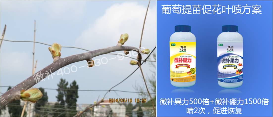 獼猴桃萌芽期如何施肥，才能促進(jìn)萌芽齊、萌芽壯？