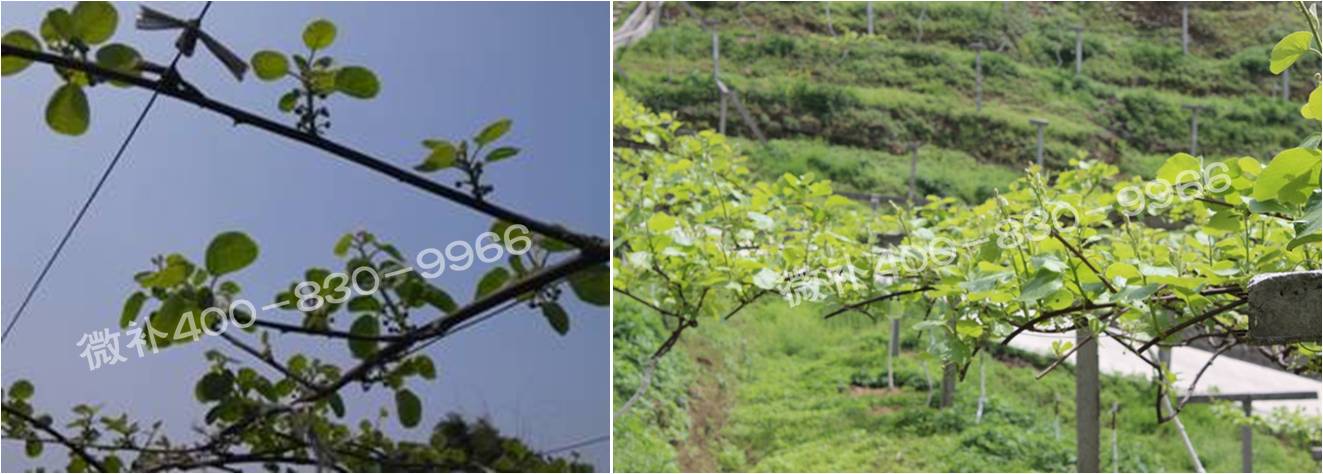 獼猴桃萌芽期如何施肥，才能促進(jìn)萌芽齊、萌芽壯？