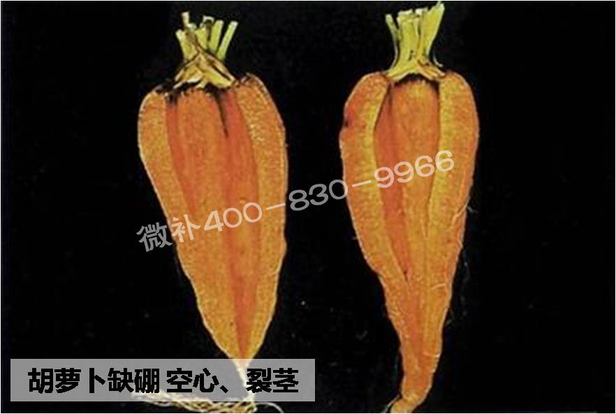 大田作物缺硼，就用高生物活性海藻液體硼，補硼更有效！