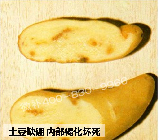 大田作物缺硼，就用高生物活性海藻液體硼，補硼更有效！