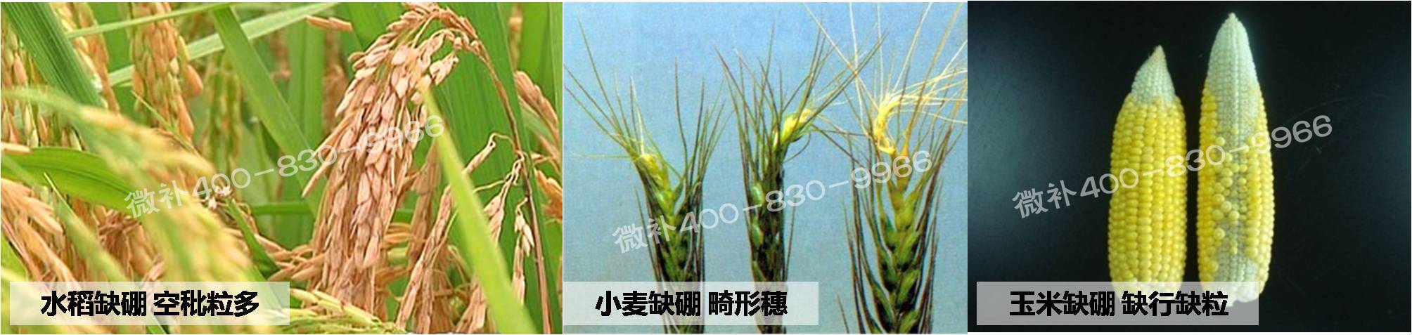 大田作物缺硼，就用高生物活性海藻液體硼，補硼更有效！