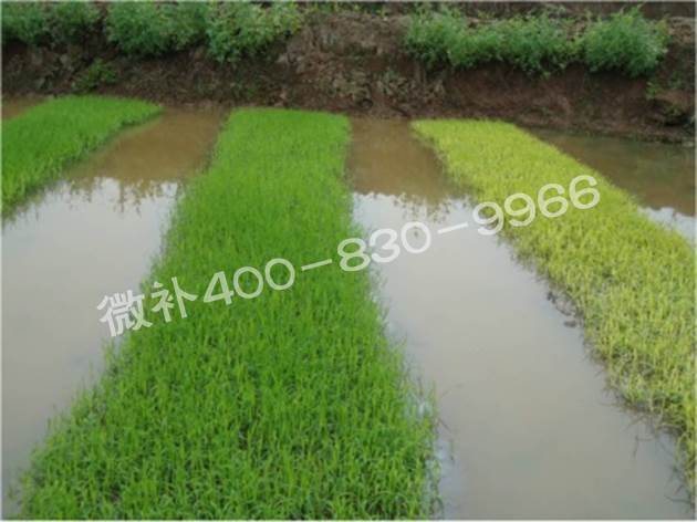 水稻黃秧、爛秧怎么辦？