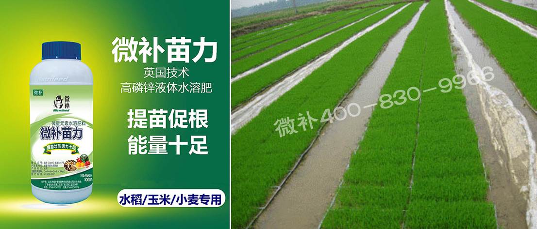 水稻黃秧、爛秧怎么辦？