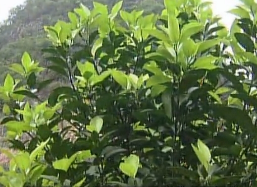 柑橘淋沖微補(bǔ)鈣肥，促根預(yù)防黃樹(shù)，樹(shù)壯保果品質(zhì)好
