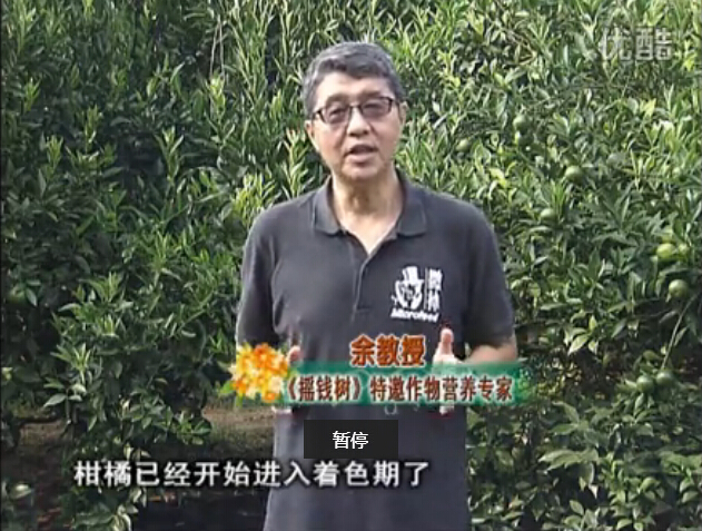 20150928珠江臺(tái)搖錢樹(shù)：如何提高柑橘硬度？預(yù)防減少浮皮霜凍果