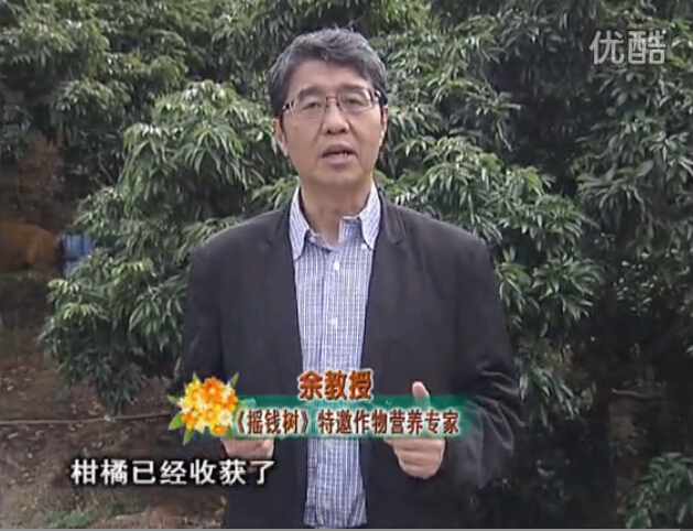 20160104珠江臺(tái)搖錢樹(shù)：防治柑橘黃樹(shù)、減少采后弱樹(shù) 撒微補(bǔ)倍力、噴碧力+壯力