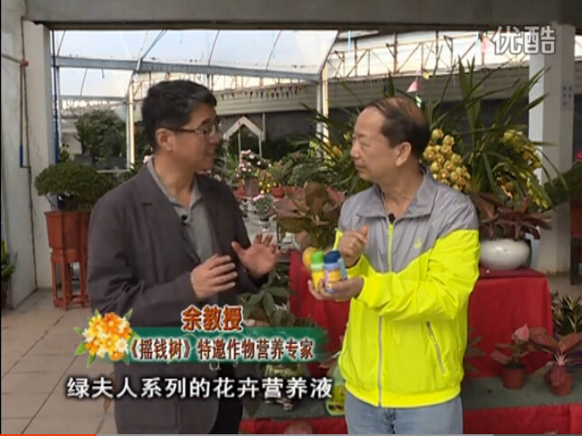 20160111珠江臺(tái)搖錢樹：家庭盆栽花卉黃葉又難養(yǎng)？用綠夫人，枝繁葉茂、花多花艷