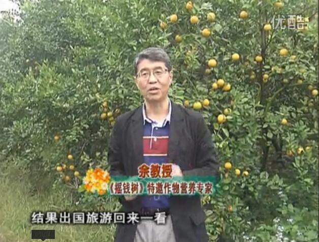 20160111珠江臺(tái)搖錢樹(shù)：貢柑大場(chǎng)樹(shù)弱黃葉，今年樹(shù)勢(shì)大翻身果靚還高價(jià)！