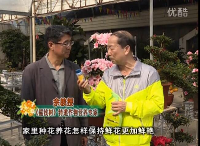 20160118珠江臺(tái)搖錢樹：家庭花卉用綠夫人600度鮮花營養(yǎng)液，花開鮮艷、花期長