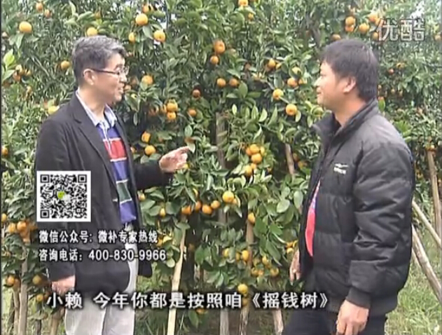 20160125珠江臺(tái)搖錢樹(shù)：如何解決柑橘兩大問(wèn)題：黃樹(shù)和果品質(zhì)差？