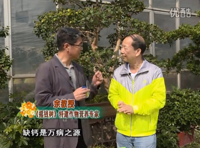 20160125珠江臺(tái)搖錢樹：家庭盆栽花卉噴綠夫人160度補(bǔ)鈣抗病液，長勢(shì)精神、抗病好