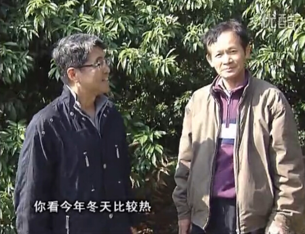 20160201珠江臺(tái)搖錢樹：暖冬荔枝易沖梢，如何促花壯花好？看微補(bǔ)