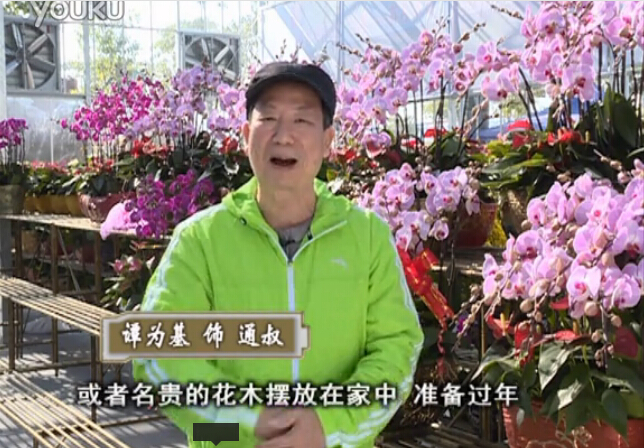 20160201珠江臺(tái)搖錢樹：新春家養(yǎng)花卉、盆栽，如何養(yǎng)護(hù)葉子、鮮花、果子保鮮更長？