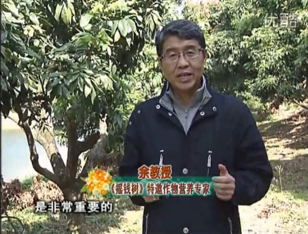 20160215珠江臺(tái)搖錢樹：名貴花木盆景，用綠夫人系列保葉、花靚、又抗病