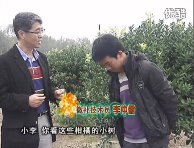 20160215珠江臺(tái)搖錢樹(shù)：柑橘小樹(shù)頭年掛果撒微補(bǔ)倍力、噴花力+碧力，壯樹(shù)促花好