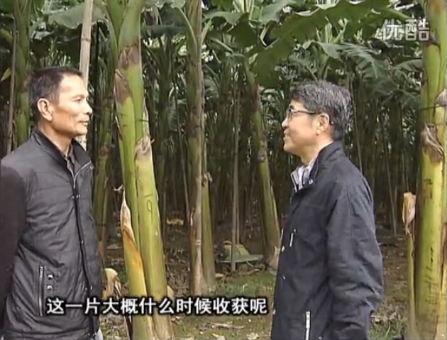 20160222珠江臺(tái)搖錢樹：粉蕉用微補(bǔ)方案，抽蕉好、葉干邊爛頭少