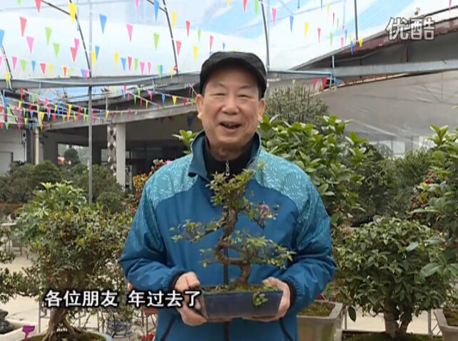 20160229珠江臺(tái)搖錢樹：盆景換盆養(yǎng)護(hù)，用綠夫人營養(yǎng)液恢復(fù)生機(jī)
