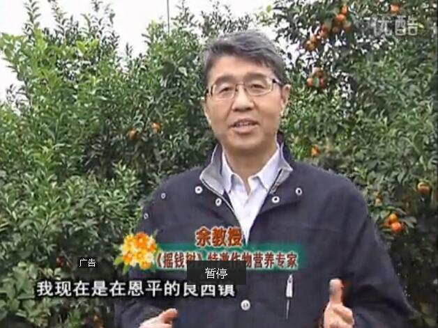 20160229珠江臺(tái)搖錢樹：柑橘用微補(bǔ)全年方案，黃樹恢復(fù)、果品質(zhì)好賣價(jià)高