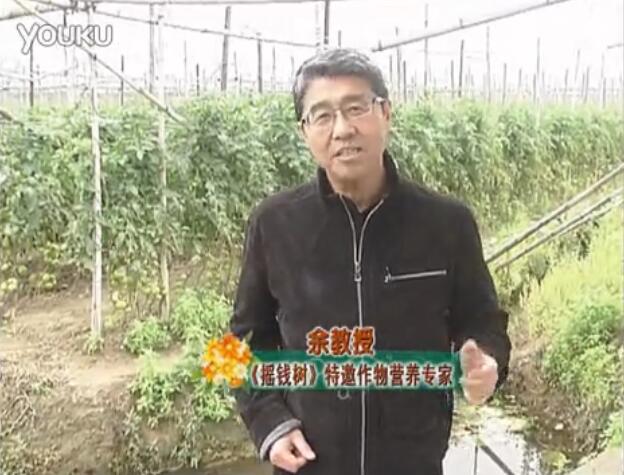 20160307珠江臺搖錢樹：天冷蔬菜有價卻無產(chǎn)？用微補(bǔ)方案苗壯保葉有產(chǎn)！