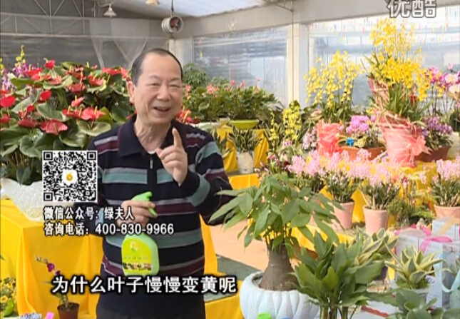 20160307珠江臺搖錢樹：陰生植物也不好種，黃葉多長勢弱？用綠夫人來呵護(hù)