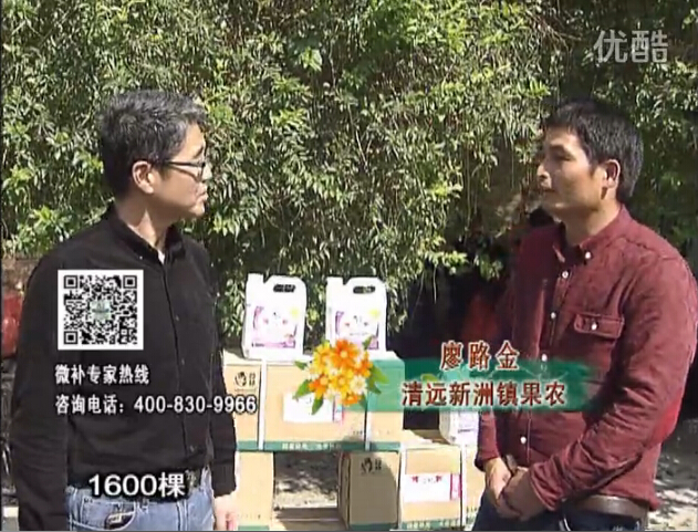 20160314珠江臺(tái)搖錢樹：柑橘用微補(bǔ)方案，保樹有收益