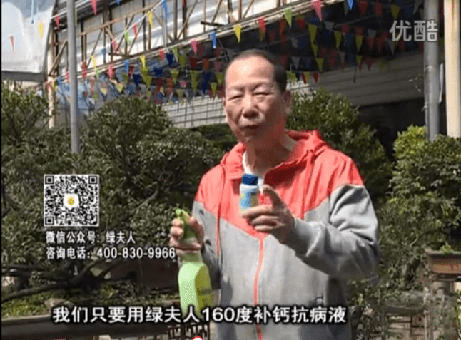 ?20160321珠江臺搖錢樹：盆栽花卉用綠夫人160度補(bǔ)鈣抗病液，低溫陰雨天長勢壯、抗病好