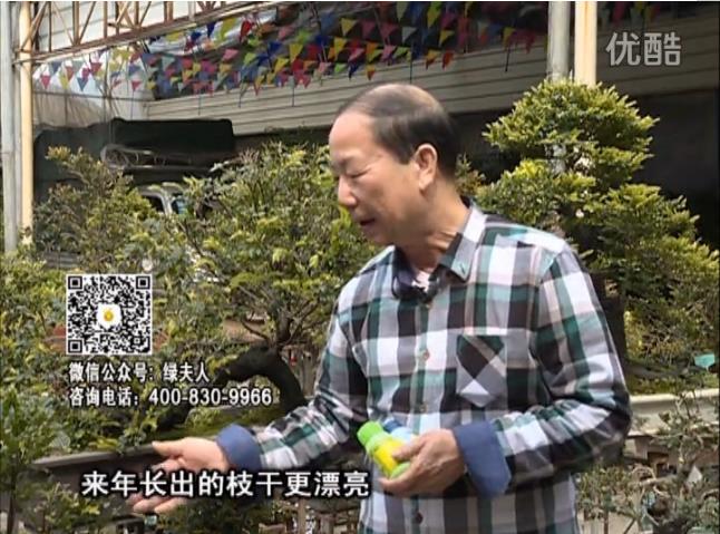 通叔親自體驗，盆景凍后用綠夫人營養(yǎng)液抽芽恢復(fù)好
