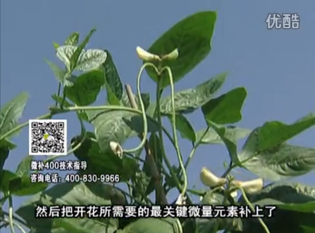 20160502珠江臺搖錢樹：雨水天多蔬菜香蕉長勢差沒產(chǎn)量？撒微補(bǔ)倍力促根壯長勢