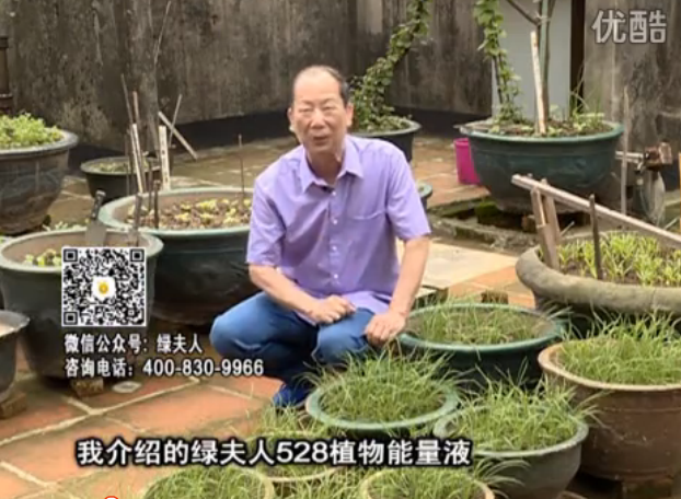 20160509珠江臺搖錢樹：天臺種葉菜用綠夫人營養(yǎng)液，抗病好、長勢綠