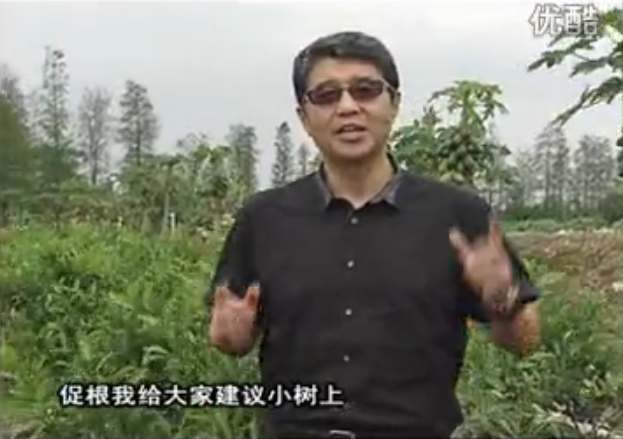 20160509珠江臺(tái)搖錢樹：柑橘淋微補(bǔ)根力鈣+精力，噴微補(bǔ)葉面肥，保樹分果好