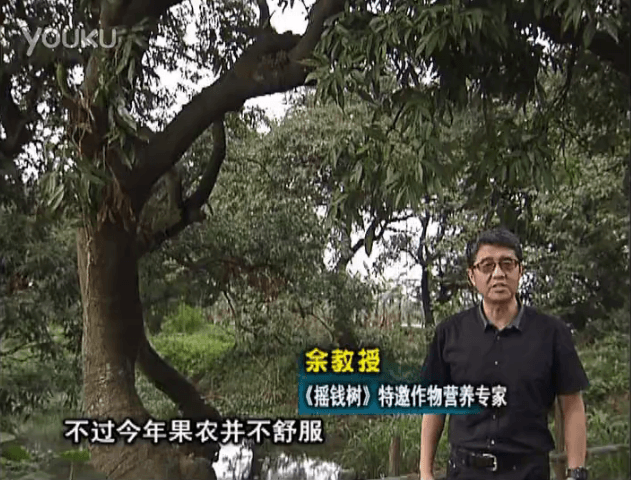 20160523珠江臺(tái)搖錢樹：荔枝龍眼用微補(bǔ)方案，膨果好、果硬有品質(zhì)，保樹綠