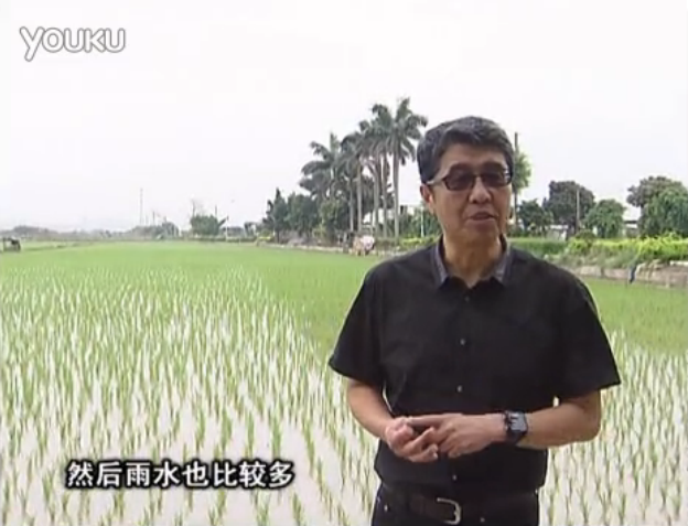 20160530珠江臺搖錢樹：水稻、甘蔗用微補方案，促根壯長勢，提高收益